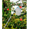 Recogedor de frutas telescopico extensible de 130-240 cm