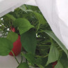 Tela de protección para cultivos 1,5 x 5 m 17gr/m²