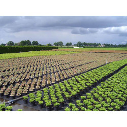 Malla antihierba 100 g/m² negra 1 x 10 m