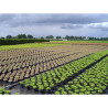 Malla antihierba 100 g/m² negra 1 x 10 m
