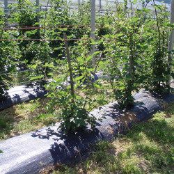Malla antihierba 100 g/m² negra 1 x 100 m
