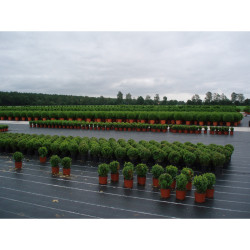 Malla antihierba 100 g/m² verde 1 x 10 m