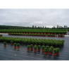 Malla antihierba 100 g/m² verde 1 x 10 m