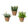 Planta artificial de plástico, modelos variados