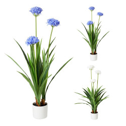 Maceta de agapanto colores surtidos, 70 x 120 cm