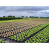 Malla antihierba 100 gr/m² 1 x 25 m color negra